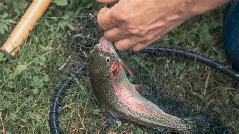 The Most Humane Way to Kill a Fish (A Simple Guide).